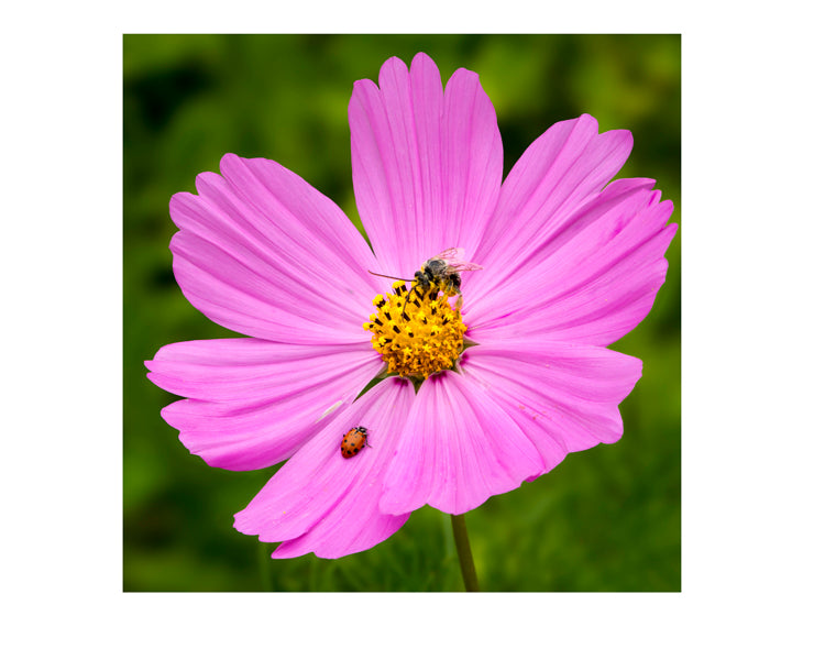 "Garden Cosmos Rendezvous"
