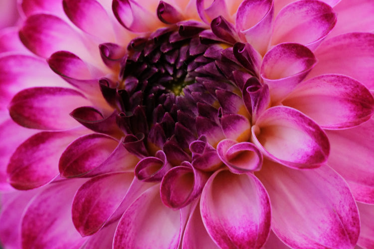 "Magenta Concentrica"