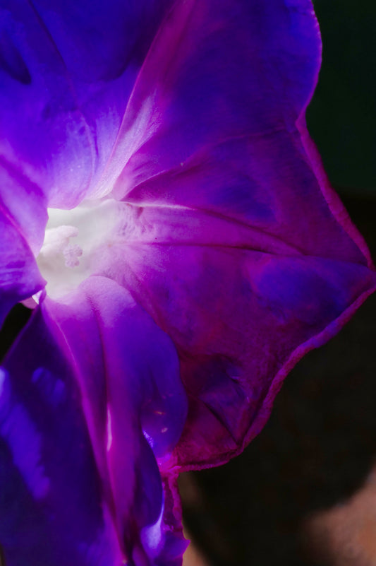 "Faded Glory"