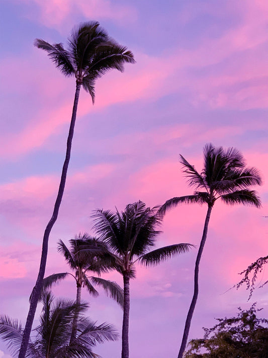 "Waikiki Sunset Silhouettes"